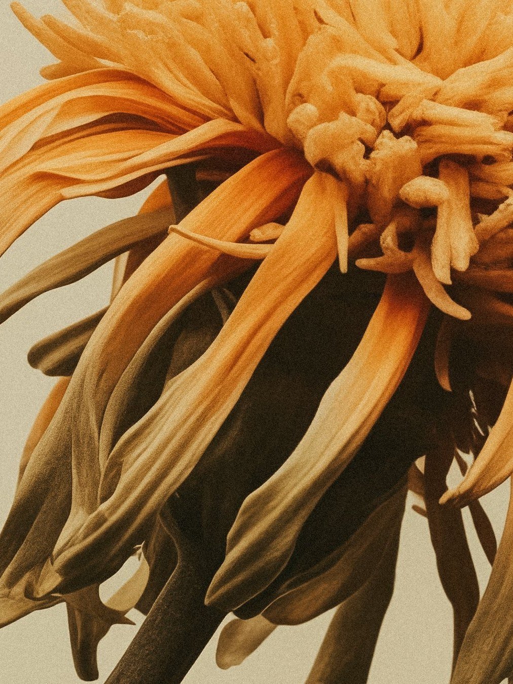 Close-up of a chrysanthemum in warm ochre