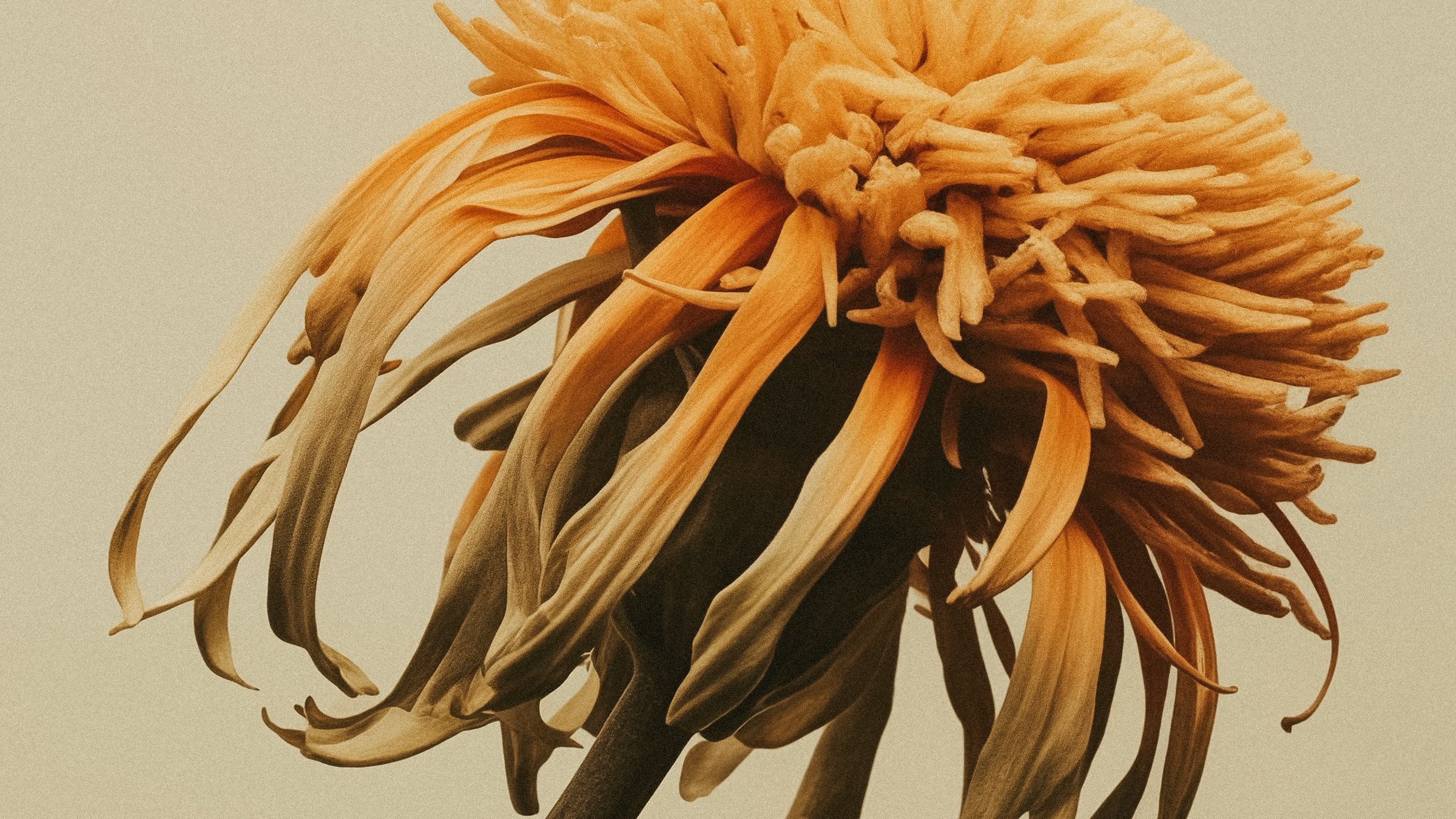 Close-up of a chrysanthemum in warm ochre